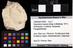 Foto (Objket + Etiketten) von Discutiolira moesica (Muţiu & Bădăluţă, 1971) 